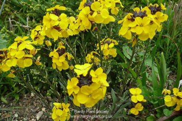 Erysimum hybridum 'Canaries Yellow'