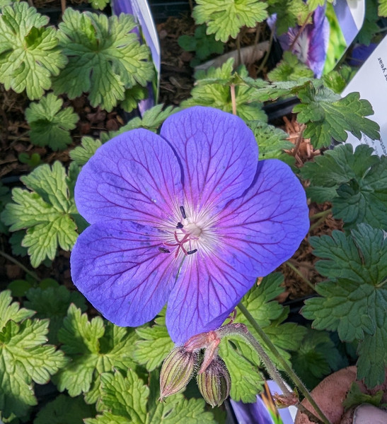 Geranium himalayense (Himalayan Cranesbill)