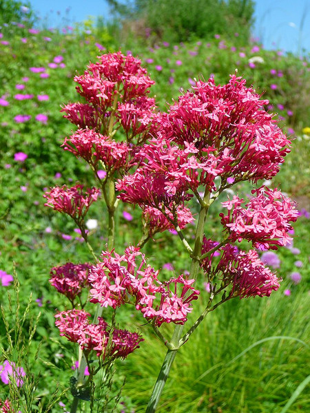 Centranthus ruber var. coccineus (Red False Valerian)