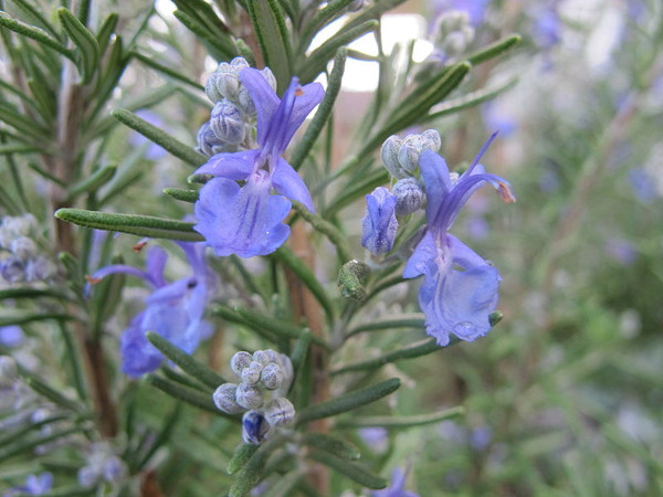 Rosmarinus officinalis (Rosemary)