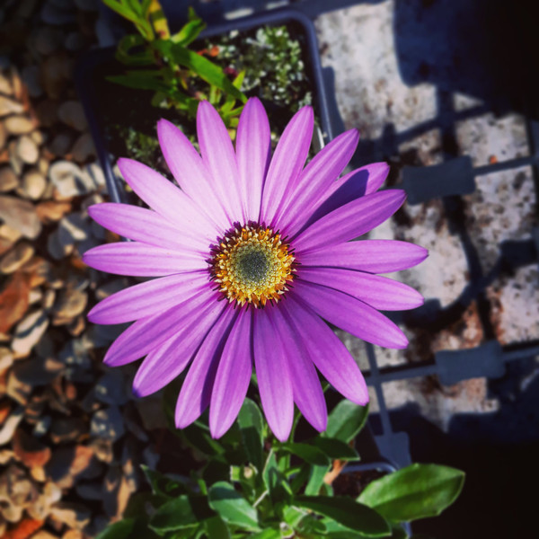 Osteospermum jucundum