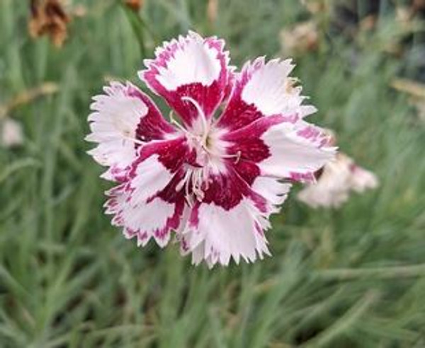 Dianthus 'Pheasants Eye'