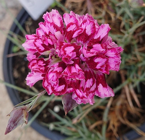 Dianthus 'Laced Mrs Sinkins'