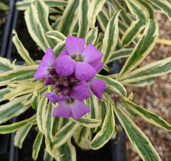 Erysimum linifolium 'Variegatum'