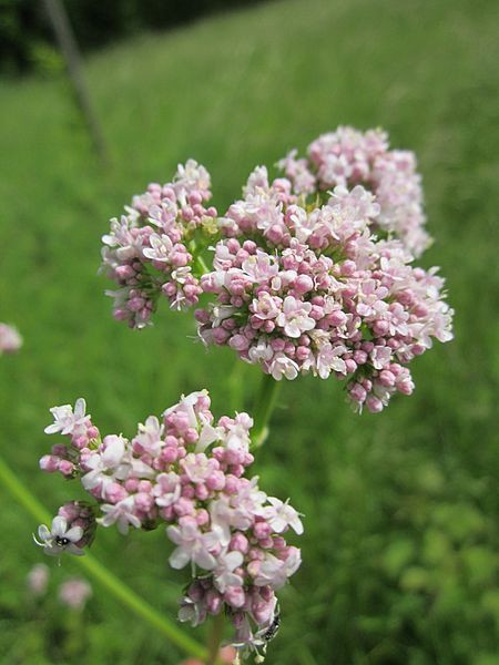 Valeriana officinalis