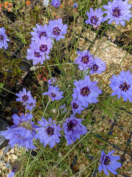 Catananche caerulea