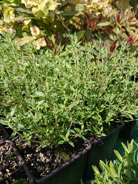 Thymus 'Silver Queen'