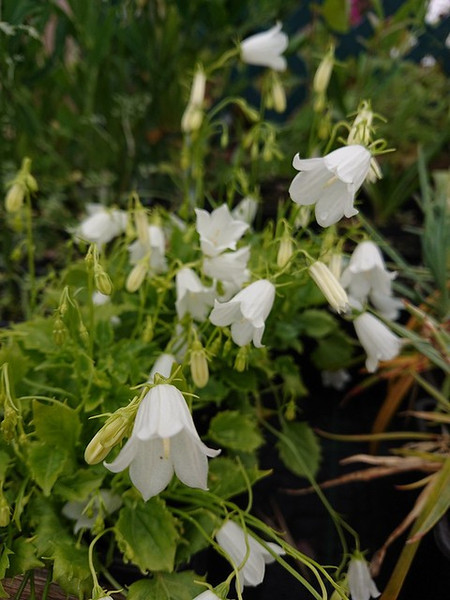 Campanula cochlearifolia alba