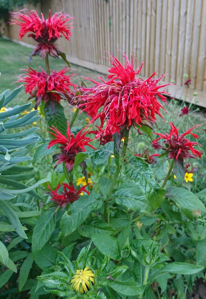 Monarda 'Cambridge Scarlet'