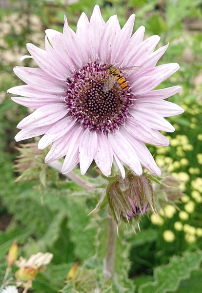 Berkheya purpurea 'Zulu Warrior'