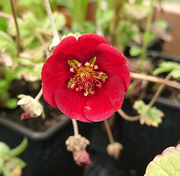 Potentilla atrosanguinea