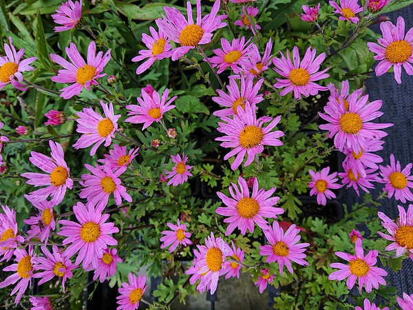 Chrysanthemum 'Clara Curtus'