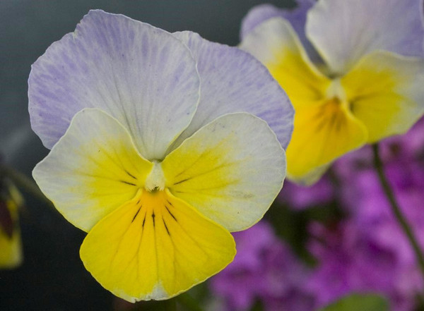 Viola 'Smugglers Moon'