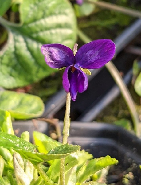 Viola odorata 'Beetroot'