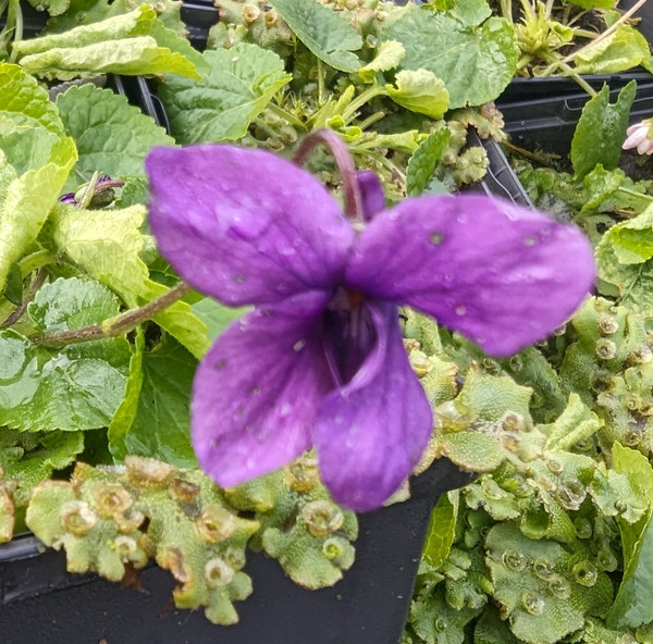 Viola odorata 'Lianne' 