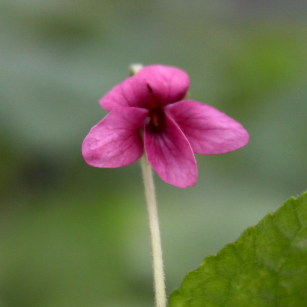 Viola odorata ‘Perle Rose'