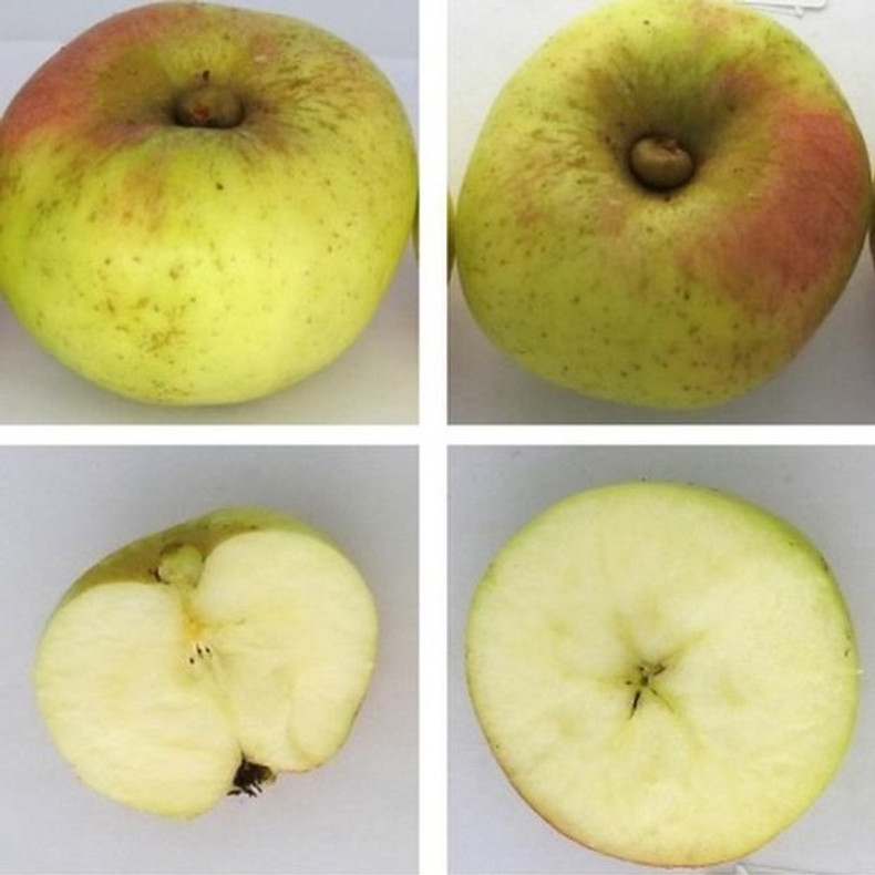 'New' apple and pear varieties