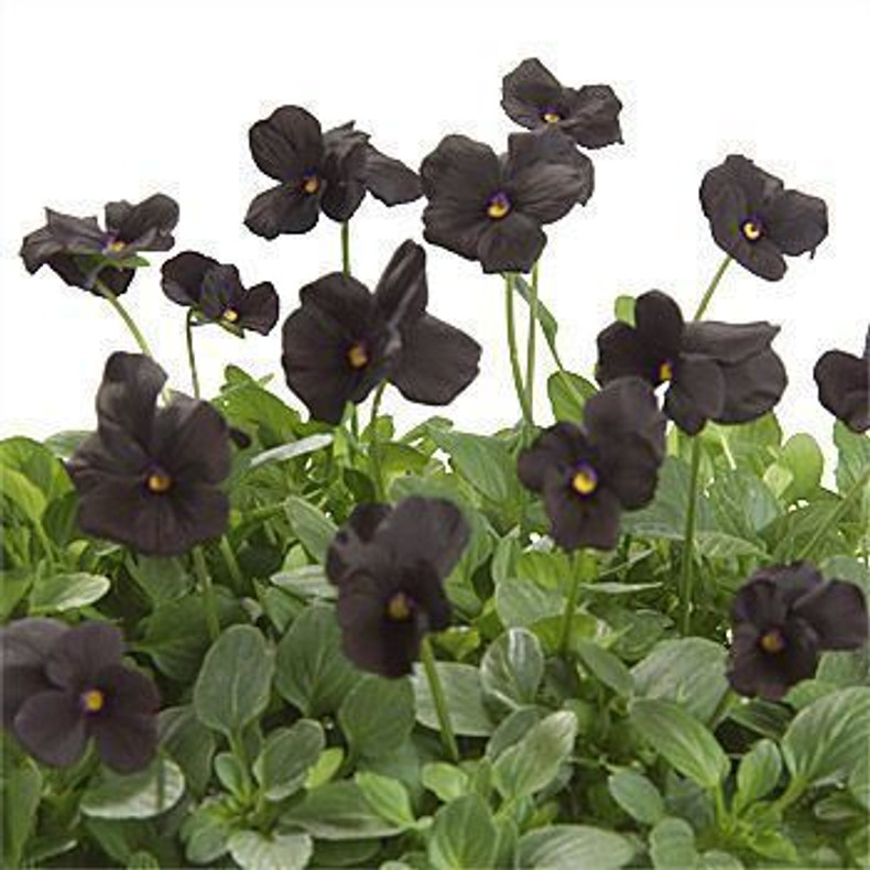 Black and White Violas