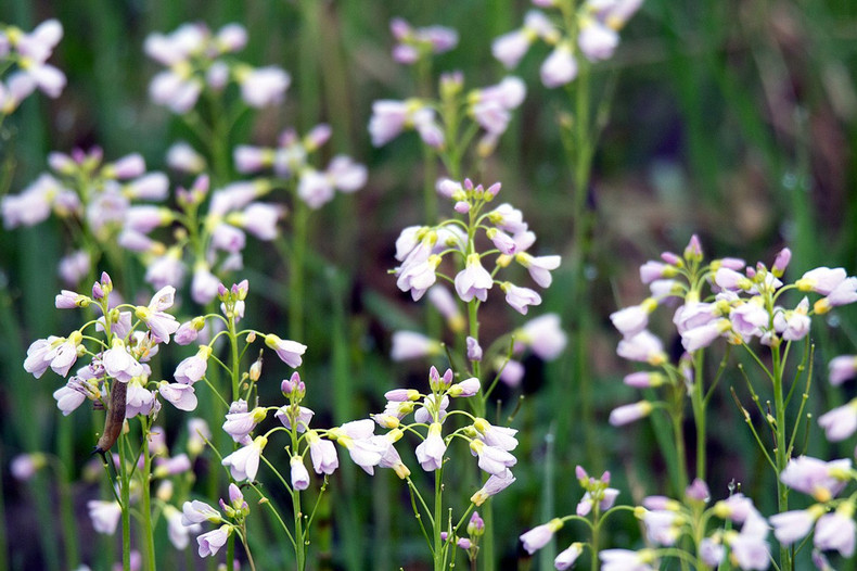 Lady's Smock