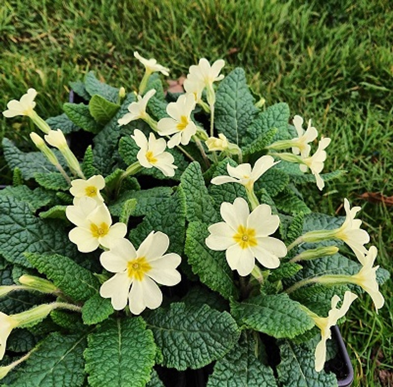 Primroses