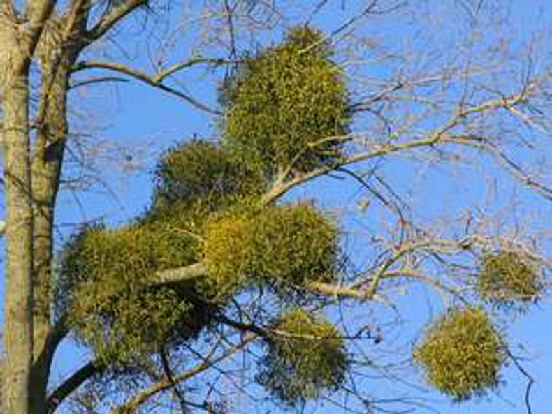 Sowing Mistletoe