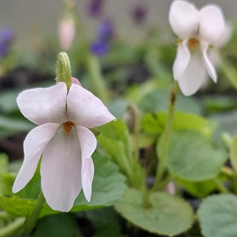 Viola odorata 'Princess Diana'