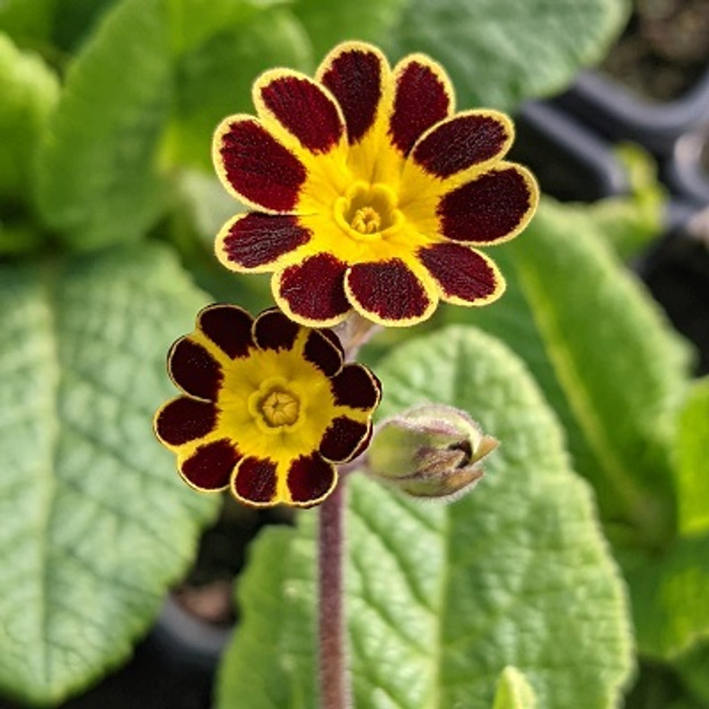 Primula 'Gold Lace'