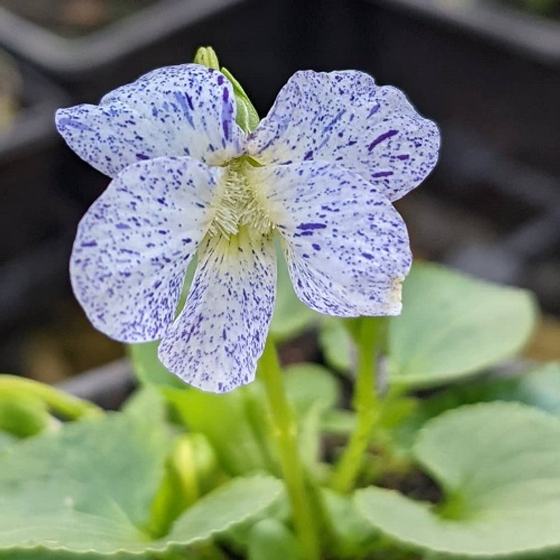 Viola sororia 'Freckles'