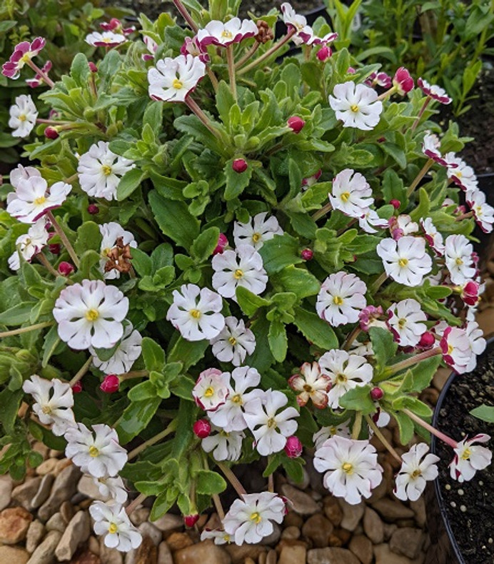 Night Scented Phlox