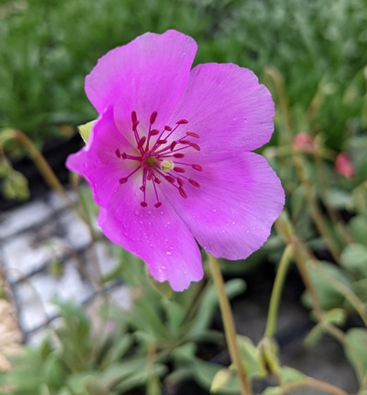 Calandrinia grandiflora