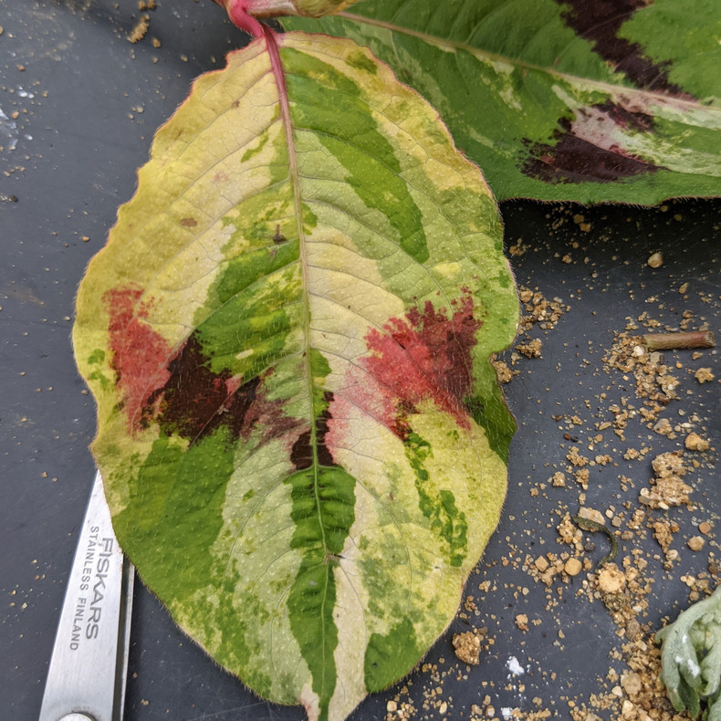 Interesting leaves