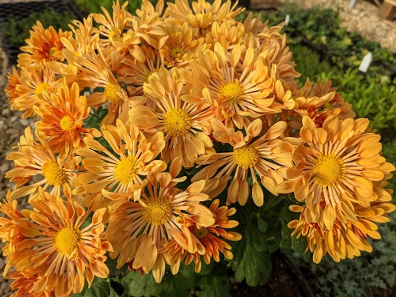 Hardy Chrysanthemums