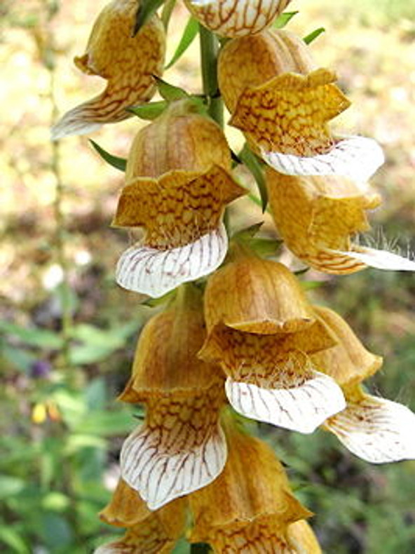 Exciting Foxgloves