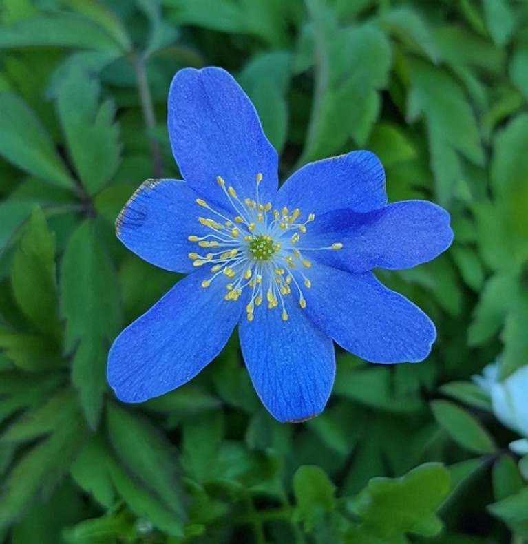 Beautiful Anemone