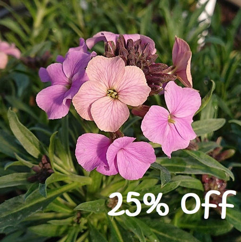 Erysimum Sale