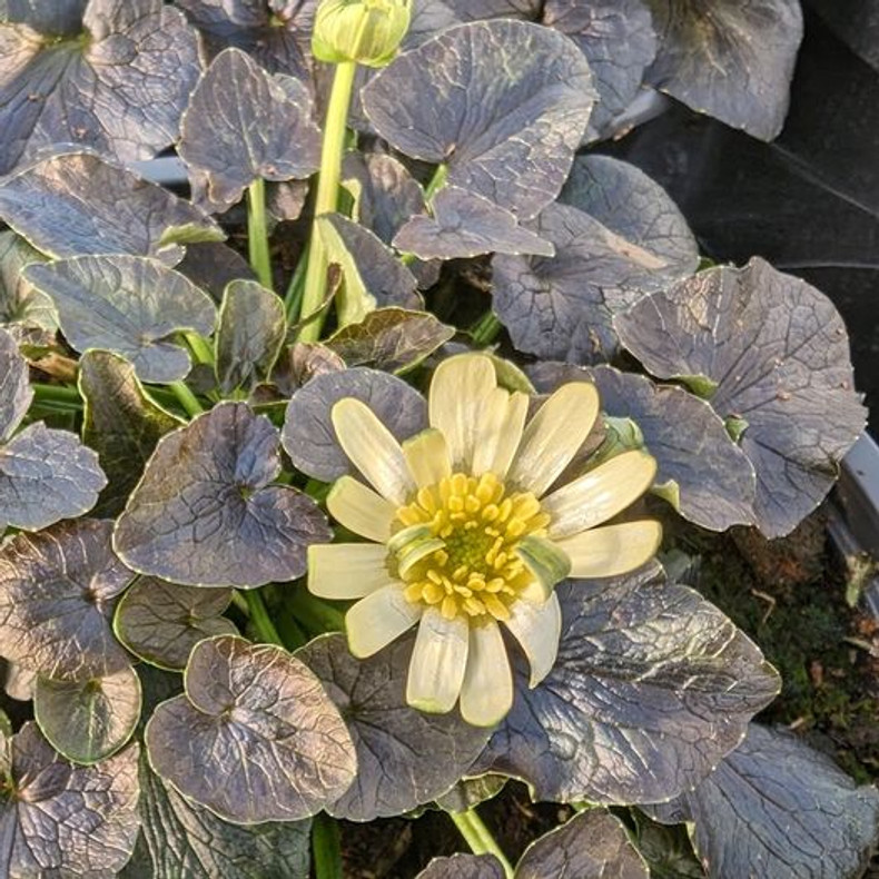 Celandine 'Hyde Hall'