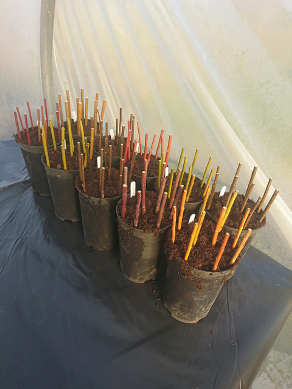 Willow cuttings