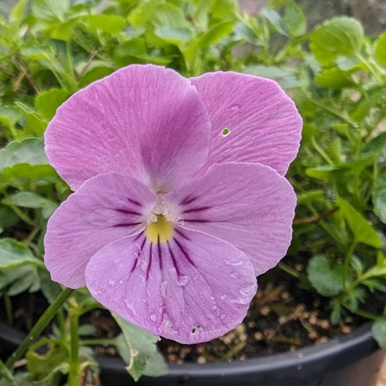 Perennial Violas