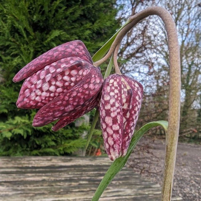 Fritillaries