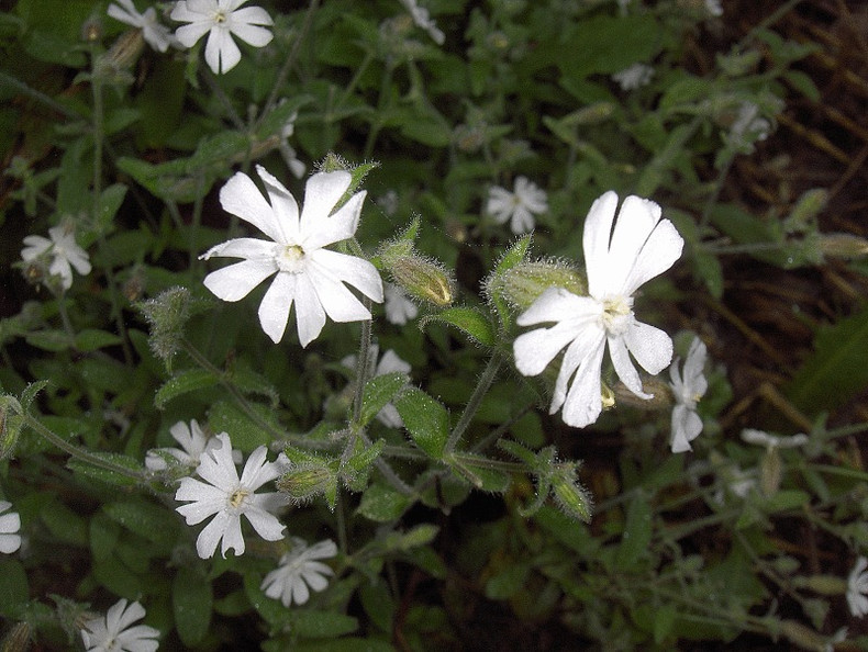 Night-flowering Catchfly