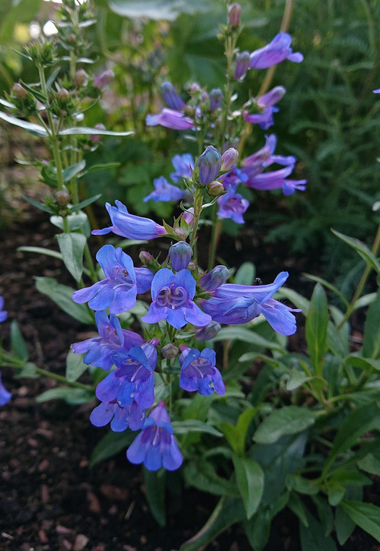 Penstemons Available Now.