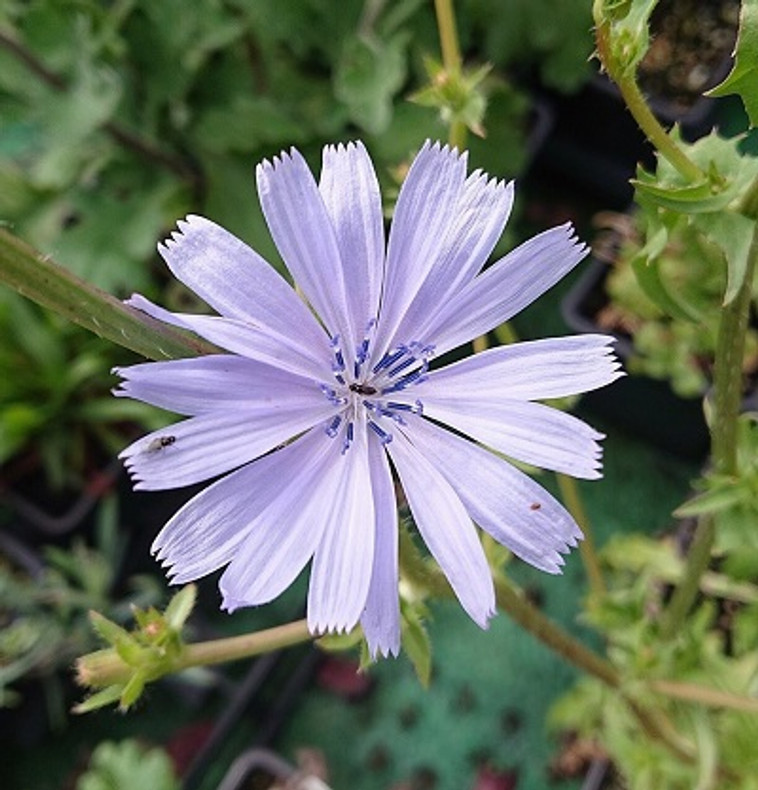 ​Spotlight on Chicory (Cichorium intybus)