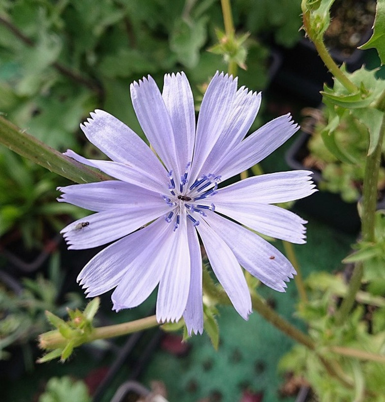 Wild Chicory