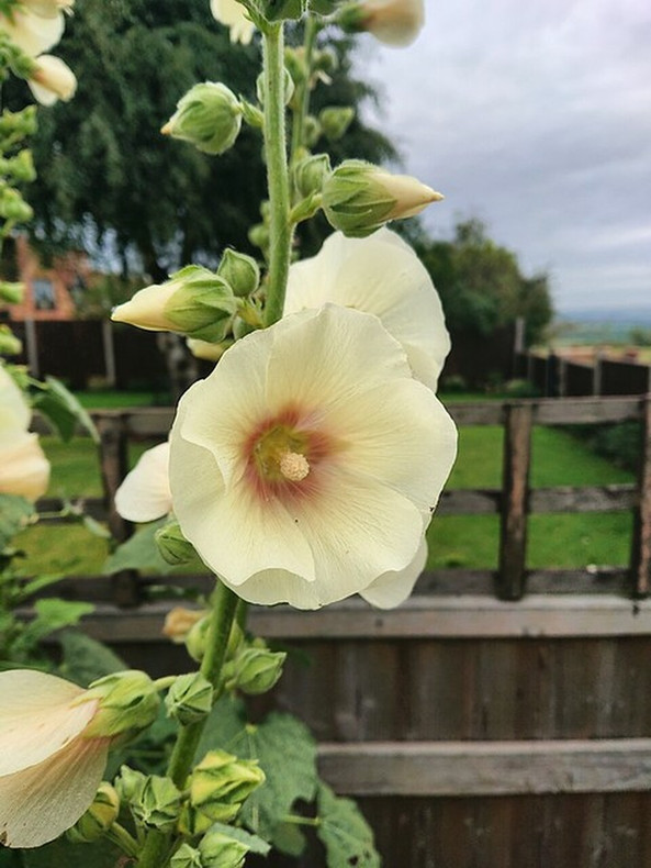 Hollyhocks and Faeries