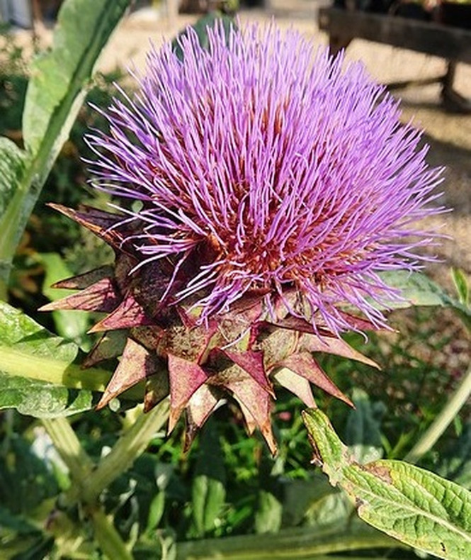 Cardoon