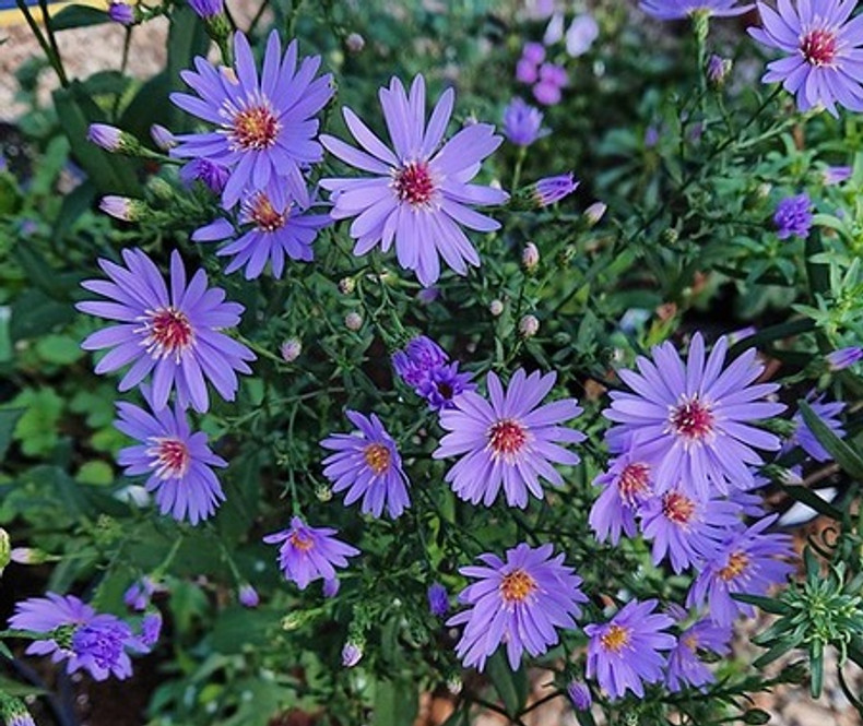 Aster 'Little Carlow' 