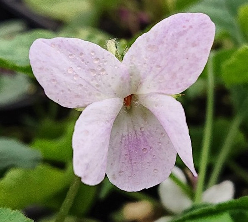 Viola 'Dick 'o the Hills'