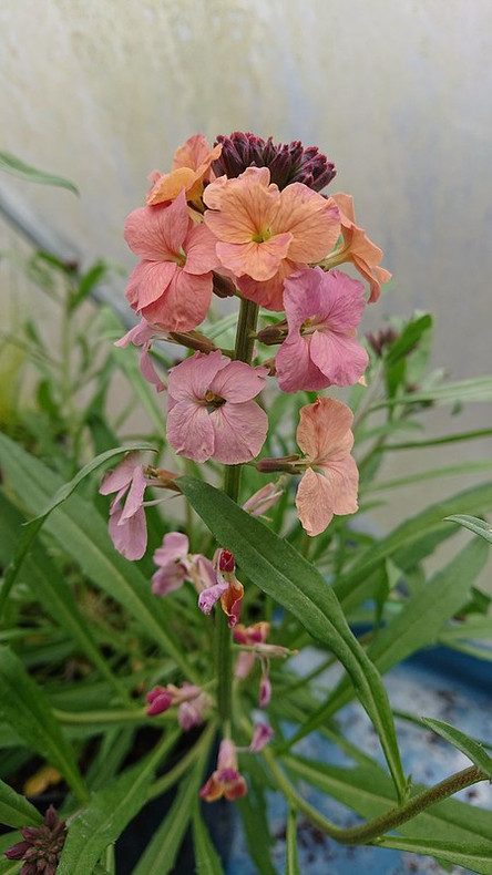 Perennial Wallflowers