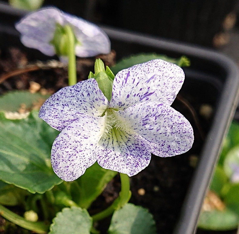 Viola sororia 'Freckles'