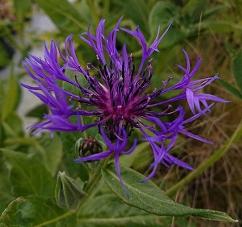 Cornflowers